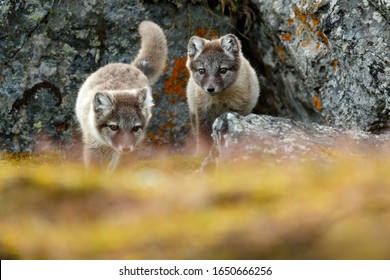 Young Fox In The Nature. Fight Of Cute Little Arctic Foxes, Vulpes Lagopus, In The Nature Rocky Habitat, Svalbard, Norway. Action Wildlife Scene From Europe.