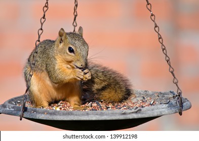 Young Fox Squirrel (Sciurus Niger) Sitting On Bird Feeder And Eating Seeds