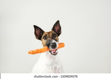 Young fox terrier dog with a carrot in mouth. The concept of caring for dog's health, proper balanced natural nutrition and dental hygiene