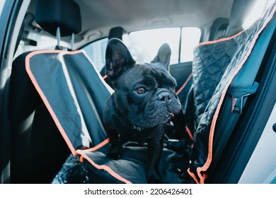 Young French Bulldog Dog On The Car Over A Seat Cover Waiting For A Walk Looking For His Partner.