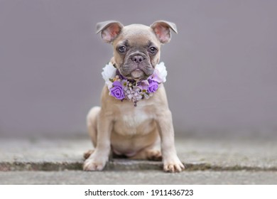 Young French Bulldog Dog Puppy With Floppy Ears Wearing A Purple Flower Collar In Front Of Gray Wall