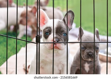 Young French Bulldog Dog Puppy Behind Bars