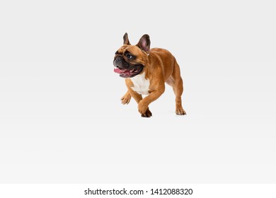 Young French Bulldog Is Posing. Cute White-braun Doggy Or Pet Is Playing, Running And Looking Happy Isolated On White Background. Studio Photoshot. Concept Of Motion, Movement, Action. Negative Space.