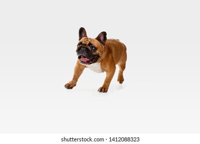 Young French Bulldog Is Posing. Cute White-braun Doggy Or Pet Is Playing, Running And Looking Happy Isolated On White Background. Studio Photoshot. Concept Of Motion, Movement, Action. Negative Space.