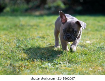Young French bulldog puppy exploring the garden outside on a summers day walking on grass with plants in the background,opy space to left 