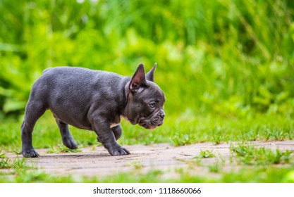 a young french bulldog is running through a garden - Powered by Shutterstock