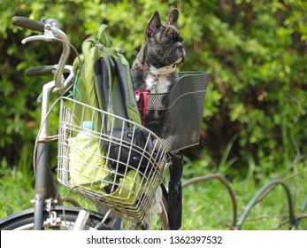 Young French bulldog sitting in bicycle basket and looking at something , travel with dog concept