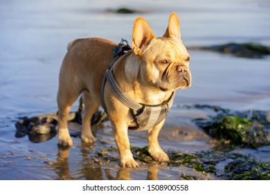 Young Frenchie Standing At The Beach. San Mateo Coast, California.