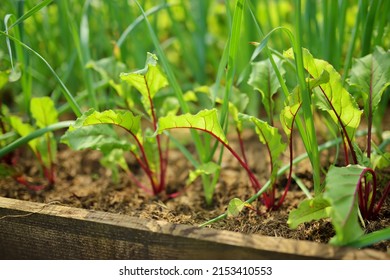 Young fresh beet leaves. Beetroot plants and garlic growing in a row in the garden.
