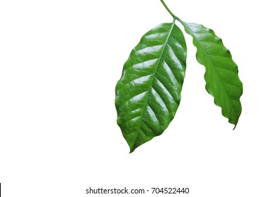 Coffee Leaf Images, Stock Photos & Vectors | Shutterstock