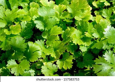 Young Fresh Coriander Herb Plant.