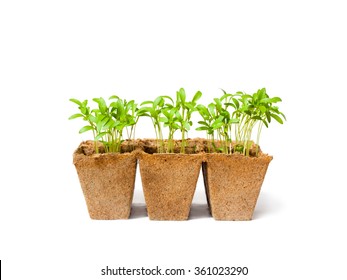 Young  fresh coriander stands in peat pots on a white background  - Powered by Shutterstock