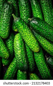 Young fresh cucumbers. Macro background. Texture of cucumbers. High quality photo