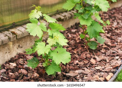 Young Fresh Grape Vine Shoot Or Sprouts Attached To The Wure Of A Vine Training System By A House Fence.