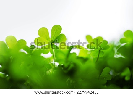 Young fresh green clover leaves closeup. Nature background