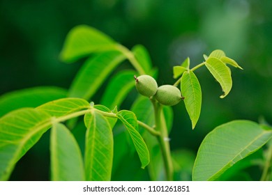 Young fresh green unripe egg shaped walnut fruit growing on tree with green leaves, blurry background - Shutterstock ID 1101261851