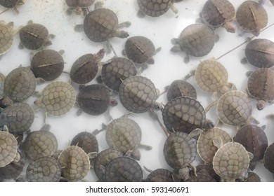 Young Fresh Turtle Farming