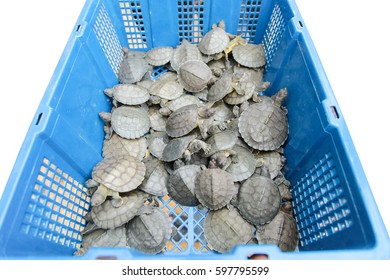 Young Fresh Turtle Farming In Basket