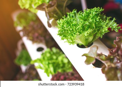 Young and fresh vegetable green color in white tray in hydroponic farm for health market
