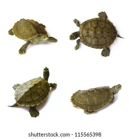 19,732 River turtle Images, Stock Photos & Vectors | Shutterstock