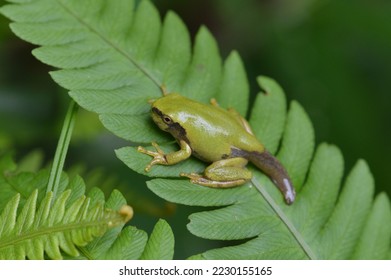 young frog with tail remaining