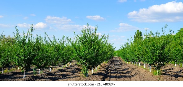 Young Fruit Cherry Orchard. Spring Beautiful Landscape. Wide Photo.