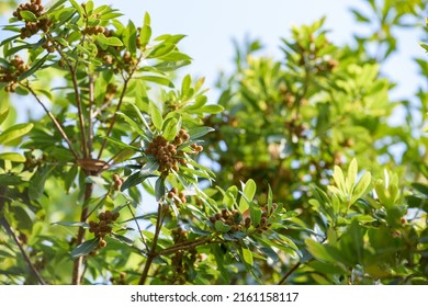 Young fruit of Japanese bayberry, on the tree