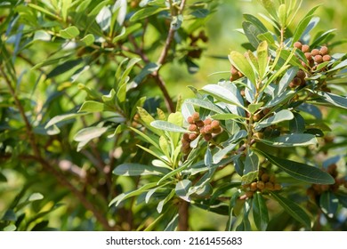 Young fruit of Japanese bayberry, on the tree