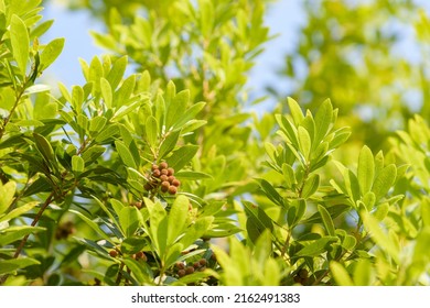 Young Fruit Of Japanese Bayberry, On The Tree