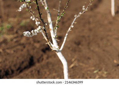 Young Fruit Trees In The Garden. High Quality Photo