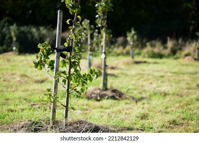 Young fruit trees growing in a community orchard