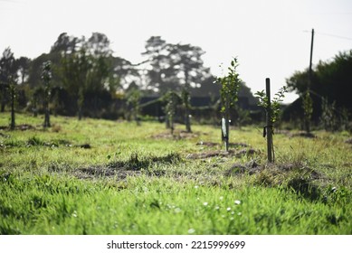 Young Fruit Trees Growing In A Community Orchard