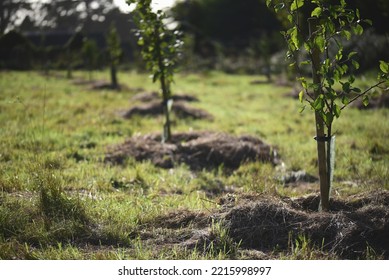 Young Fruit Trees Growing On A Community Allotment