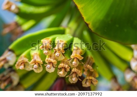 The young fruits of a banana tree