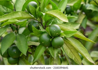 2,209 Satsuma leaf Images, Stock Photos & Vectors | Shutterstock