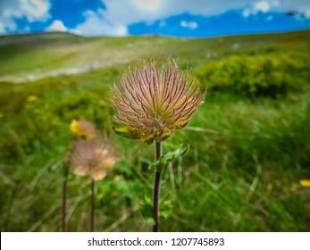 Young Fruits And Seeds Of Geum Montanum On The Pelister / Baba Mountain In Macedonia