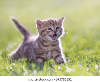 Young funny cat meowing in green grass - Shutterstock ID 695783551