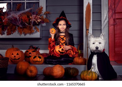 Young Funny Girl Child Kid In Halloween Orange Costume Playing Outdoor With Spooky Jack Pumpkins With Scary Faces And West Highland White Terrier Dog In Black Dracula Cloak Ready For Halloween