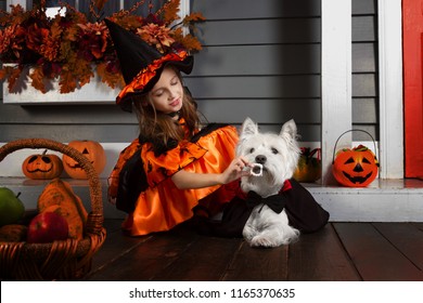 Young Funny Girl Kid Child In Halloween Orange Costume Of Witch And Black Hat Playing Outdoor Decorated With Jack Spooky Pumpkins And Leaves With West Highland White Terrier Dog In Black Dracula Cloak