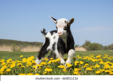 1,148 Baby goat jumping Images, Stock Photos & Vectors | Shutterstock