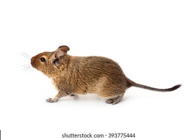 Young funny pet degu mouse isolated on a white background