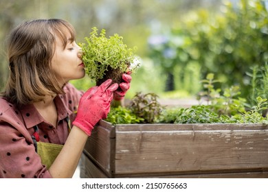 Young gardener planting spicy herbs at home vegetable garden outdoors. Concept of homegrowing organic local food - Shutterstock ID 2150765663