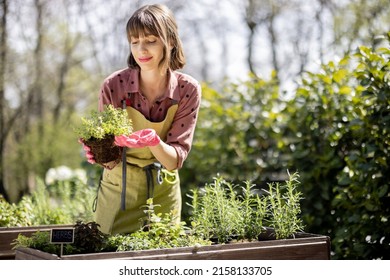 Young gardener planting spicy herbs at home vegetable garden outdoors. Pretty housewife wearing apron and gloves. Concept of homegrowing local food - Powered by Shutterstock