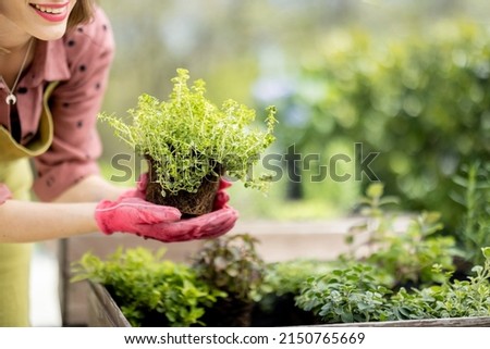 Young gardener planting spicy herbs at home vegetable garden outdoors. Concept of homegrowing organic local food