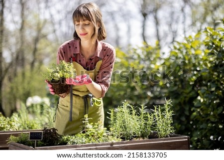 Young gardener planting spicy herbs at home vegetable garden outdoors. Pretty housewife wearing apron and gloves. Concept of homegrowing local food