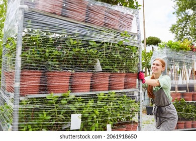 Young Gardener Pushes Shelf Trolleys With Fresh Plants Under Plastic In The Garden Center