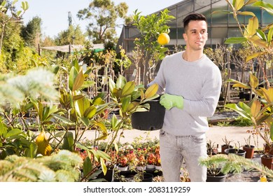 Young Gardener Working In Greenhouse, Carrying Potted Orange Tree ..