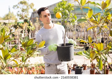 Young Gardener Working In Greenhouse, Carrying Potted Orange Tree ..