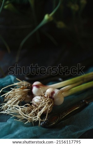 Similar – Foto Bild Natürliche Knoblauch auf Holzuntergrund