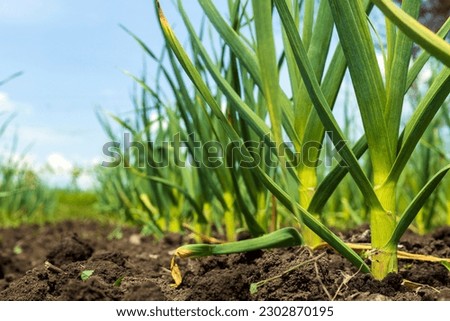 Young garlic grows in the ground. Close-up of young strong plants. Gardening concept. Selective focus.
